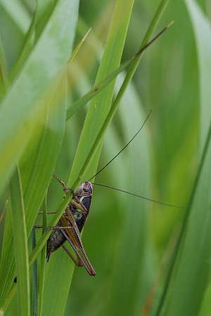 Grasshopper #2