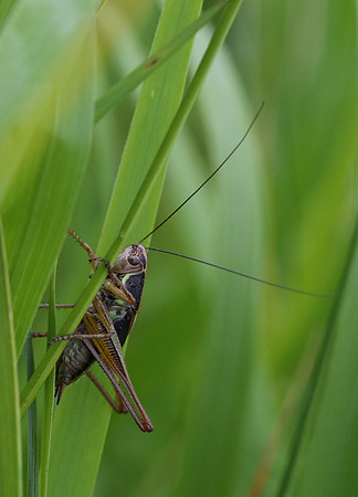 Grasshopper #2b