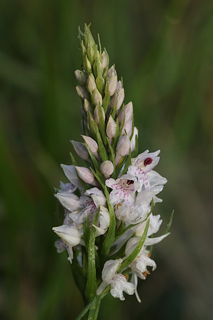 Common Spotted Orchid #1