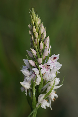 Common Spotted Orchid #2