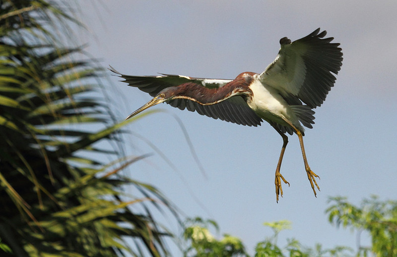 Tri-Colored Heron coming into land
