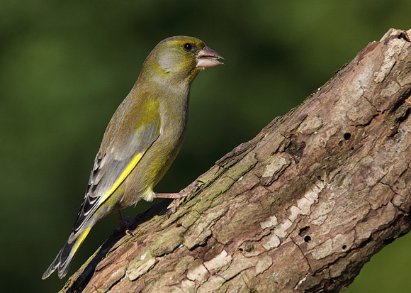 Male Greenfinch
