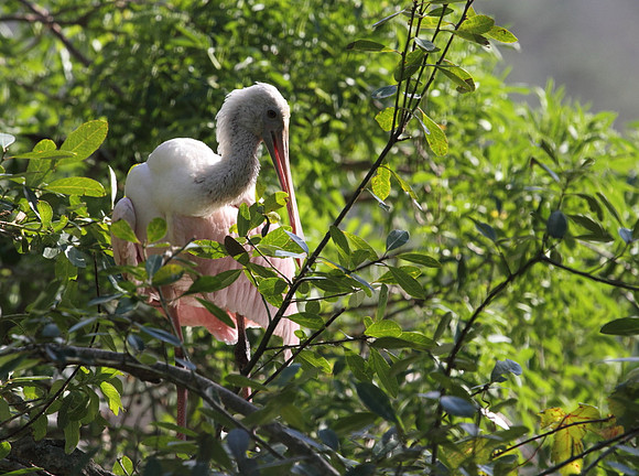 Roseate Spoonbill