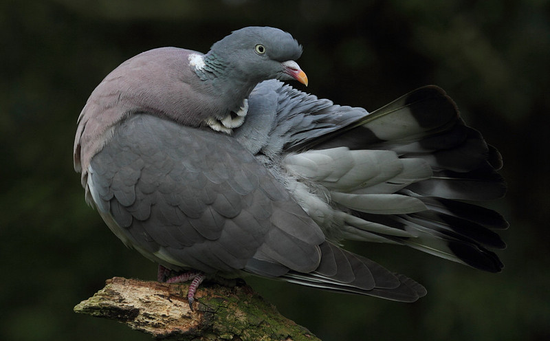 Woodpigeon