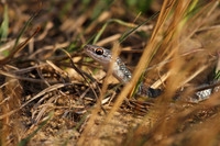 Southern Racer
