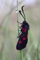 Five Spotted Burnet Moth