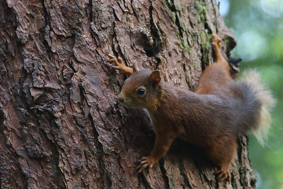 Red Squirrel #1