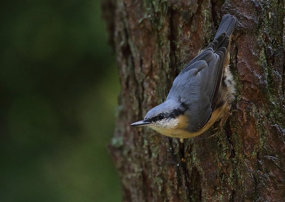 Nuthatch #1