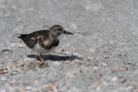 Ruddy Turnstone