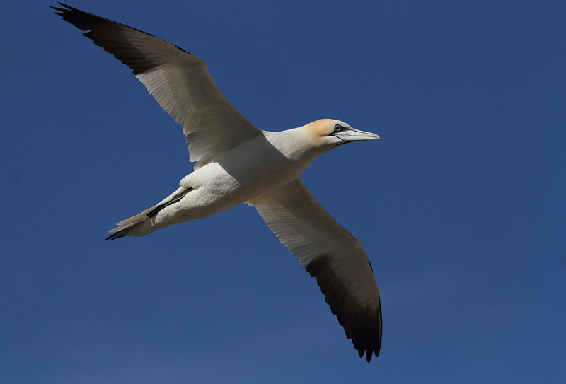 Gannet in flight