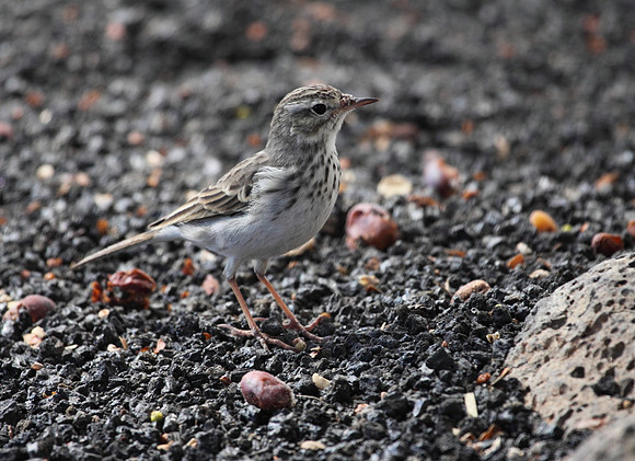 Berthelot's Pipit