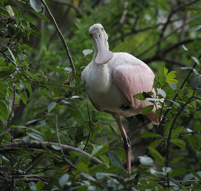 Roseate Spoonbill