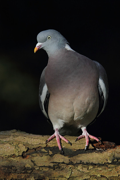 Woodpigeon