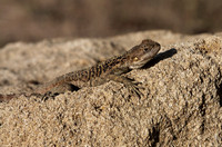 Agama Lizard