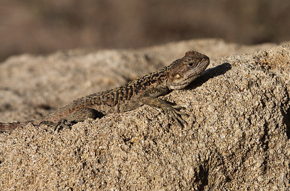 Agama Lizard
