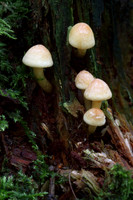 Sulphur Tufts