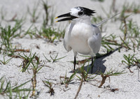 Sandwich Tern