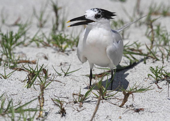 Sandwich Tern