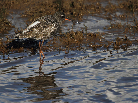 Spotted Redshank