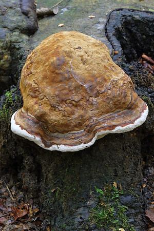 Artist's Fungus #1