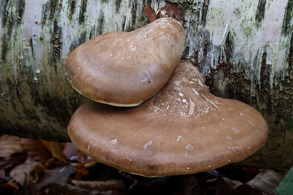 Birch Polypore #1