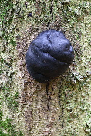 Cramp Balls #1