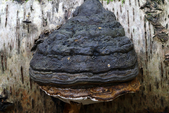 Hoof Fungus #1