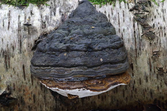 Hoof Fungus #2