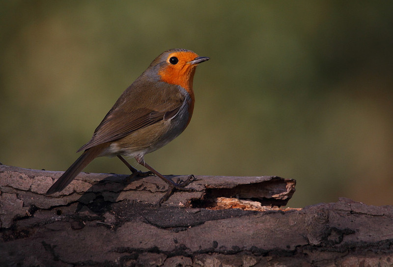 Robin