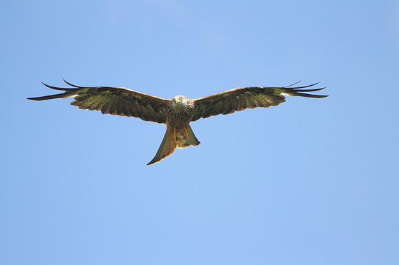 Red Kite