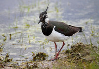 Lapwing