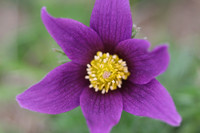 Pasque Flower
