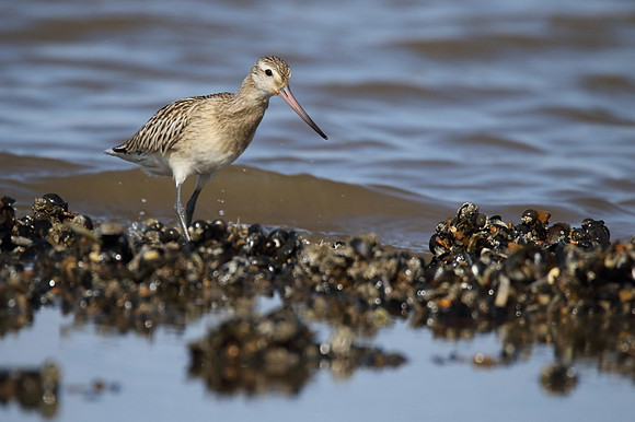 Bar Tailed Godwit