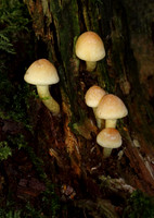 Sulphur Tufts