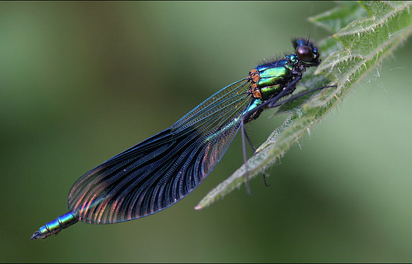 Banded Demoiselle