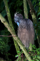 Tri-Colored Heron