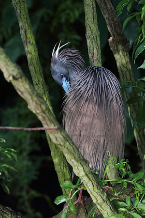 Tri-Colored Heron