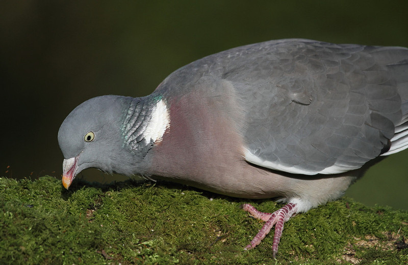 Woodpigeon