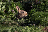 Young Rabbit at Burrow