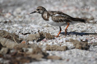 Ruddy Turnstone