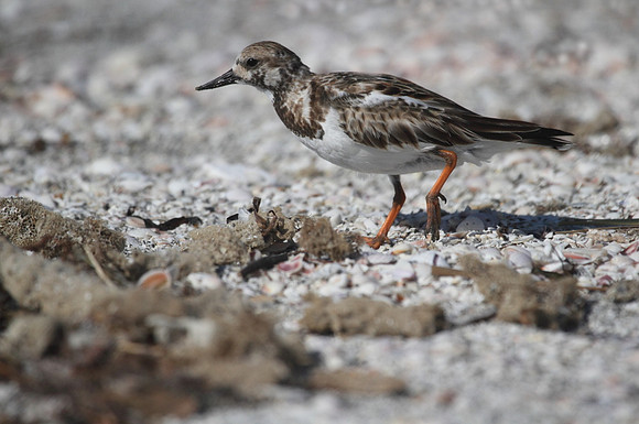 Ruddy Turnstone