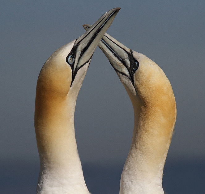 Gannets sparring