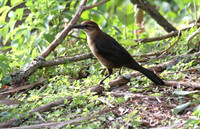Common Grackle