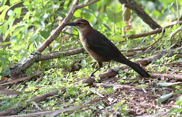Common Grackle