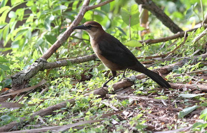 Common Grackle