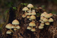 Brink Caps