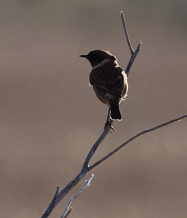 Stonechat