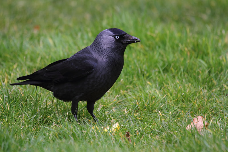 Jackdaw