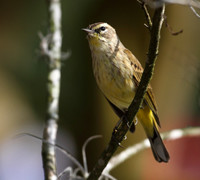 Palm Warbler