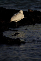 Spoonbill resting